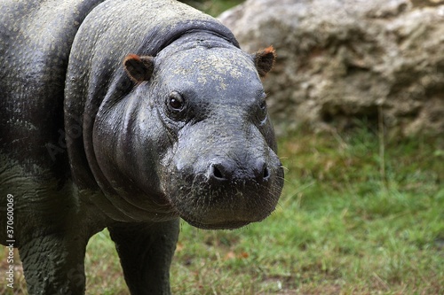 Pygmy Hippopotamus, choeropsis liberiensis, Portrait of Adult