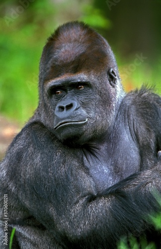 Eastern Lowland Gorilla, gorilla gorilla graueri, Male © slowmotiongli