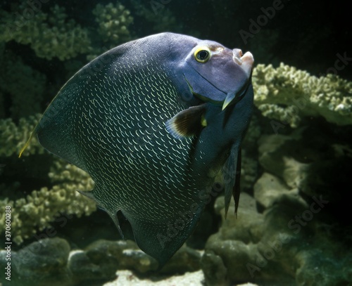 French Angelfish, pomacanthus paru, Adult © slowmotiongli