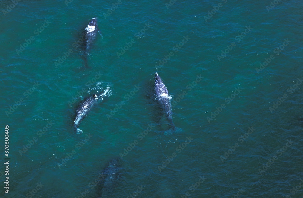 Naklejka premium Grey Whale or Gray Whale, eschrichtius robustus, Group, Aerial View, Baja California in Mexico