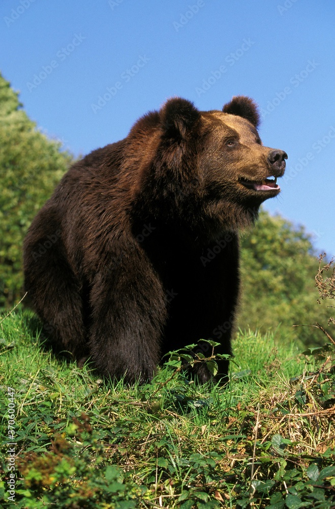 Fototapeta premium Brown Bear, ursus arctos, Adult standing on Grass