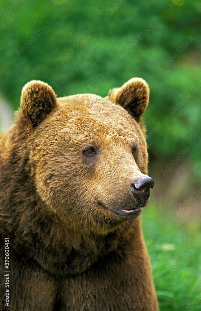 Brown Bear, ursus arctos, Portrait of Adult