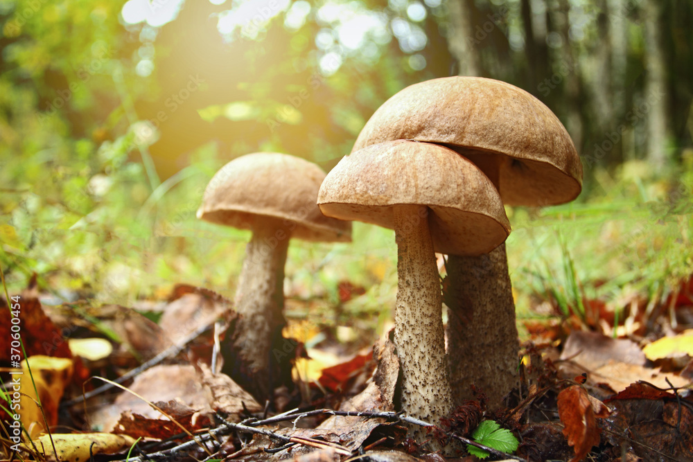 Large wild boletus mushrooms in the forest