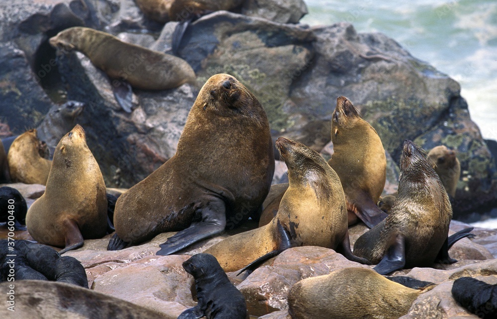 Fototapeta premium South African Fur Seal, arctocephalus pusillus, Male with Females, Colony at Cape Cross in Namibia