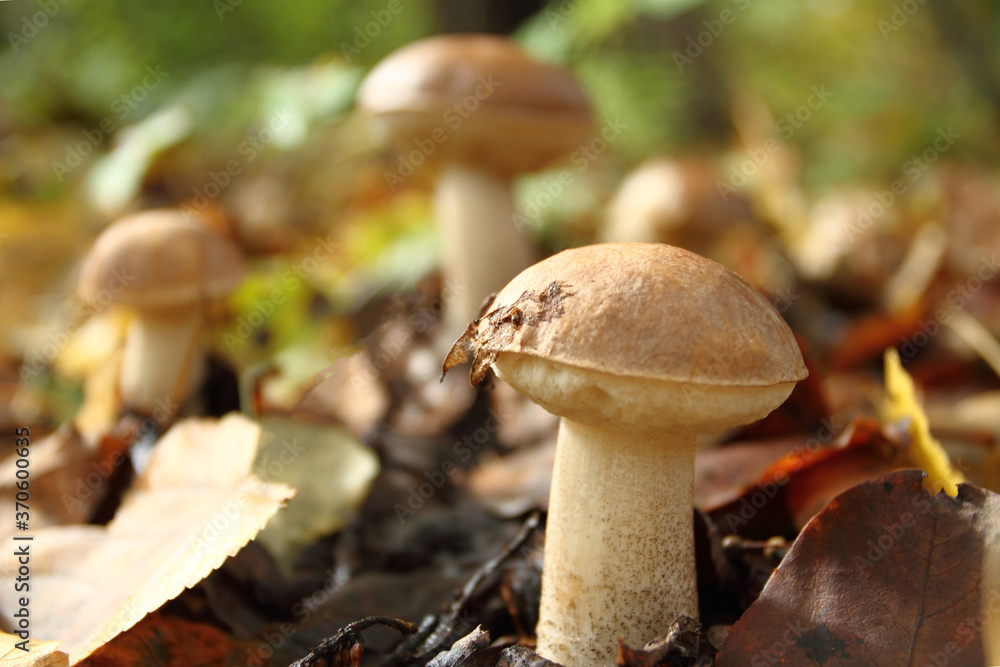 Autumn forest porcini mushrooms in the forest