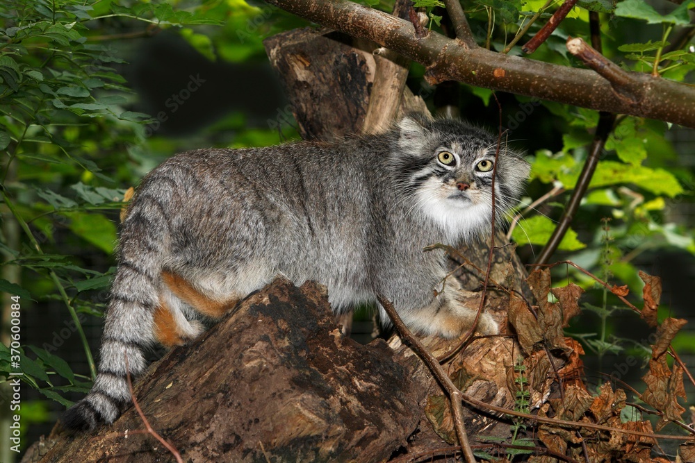 Manul or Pallas's Cat, otocolobus manul, Adult standing on Branch