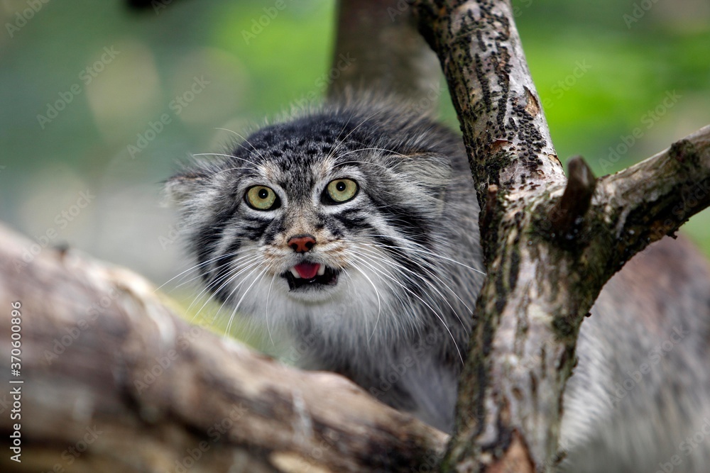 Manul or Pallas's Cat, otocolobus manul, Adult standing on Branch Manul or Pallas's Cat, otocolobus manul, Adult standing on Branch