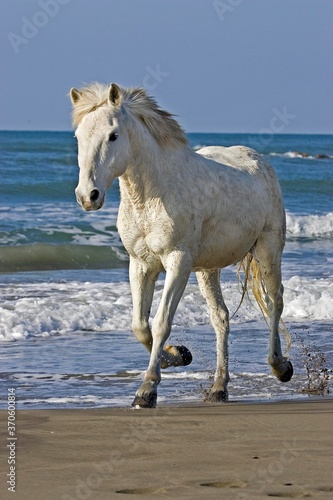 Camargue Horse, Adult Trotting on Beach, Saintes Marie de la Mer in Camargue, in the South of France