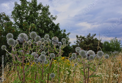 Glandular Globe-Thistle on Czech Meadow. Echinops Sphaerocephalus also known as Great Globe-Thistle or Pale Globe-Thistle  is a Eurasian Species of Globe-Thistle which can be found in Nature.