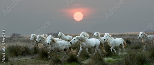 Camargue Horse, Herd standing in Swamp, Saintes Marie de la Mer in Camargue, in the South of France photo