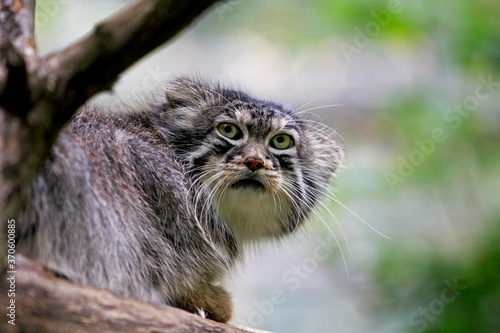 Manul or Pallas's Cat, otocolobus manul, Adult standing on Branch © slowmotiongli