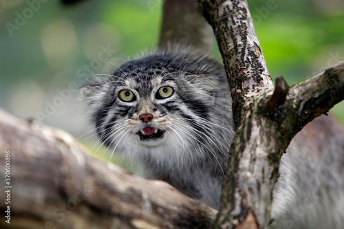 Manul or Pallas's Cat, otocolobus manul, Adult standing on Branch © slowmotiongli