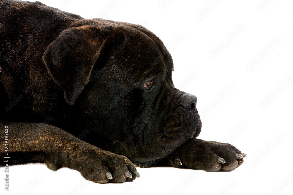 Cane Corso, Dog Breed from Italy, Portrait of Adult against White Background