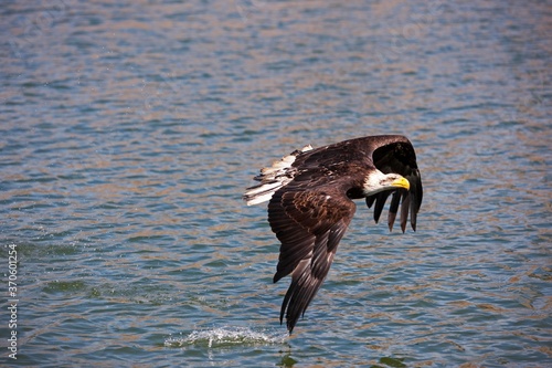 Bald Eagle, haliaeetus leucocephalus, Immature in Flight