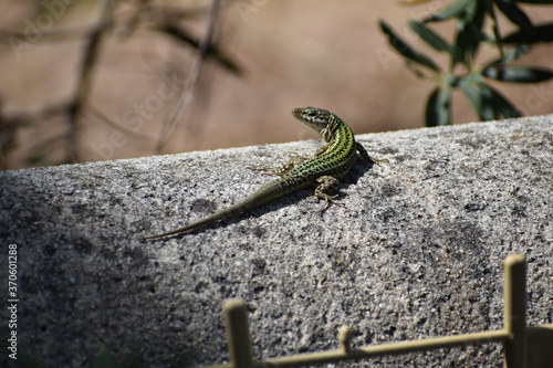 Lagartija ibicenca photo