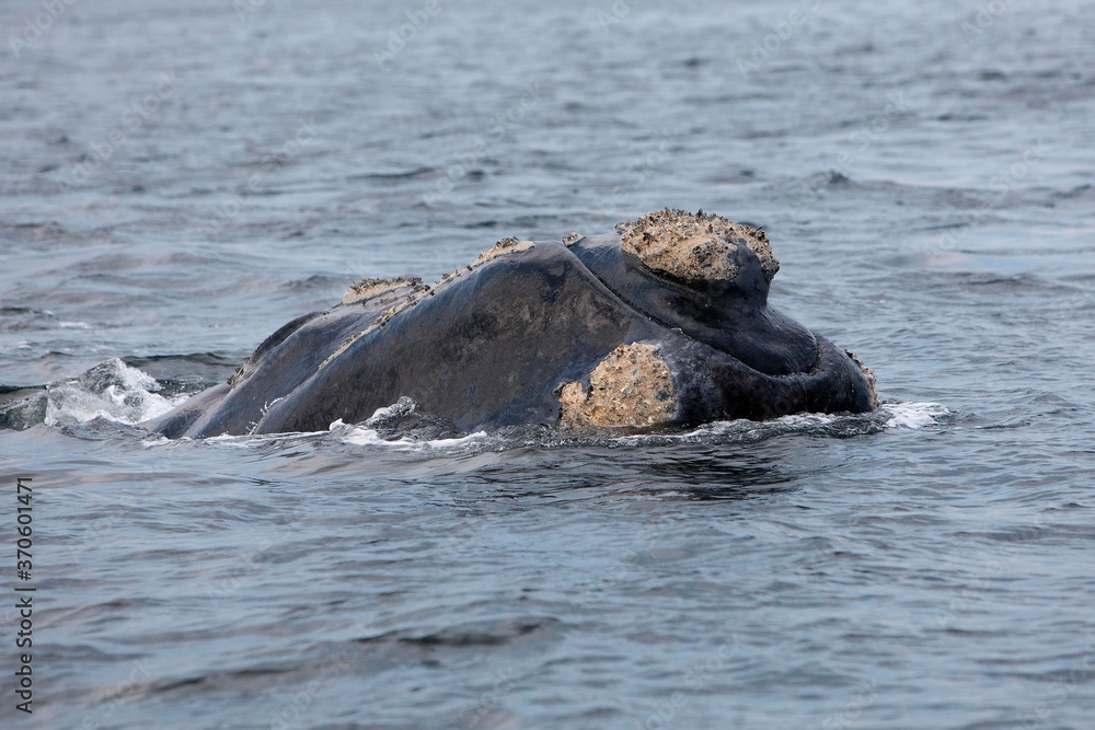 Fototapeta premium Southern Right Whale, eubalaena australis, Head of Adult at Surface, Near Hermanus in South Africa
