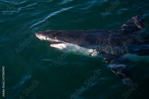 Great White Shark, carcharodon carcharias, Adult standing at Surface, False Bay in South Africa
