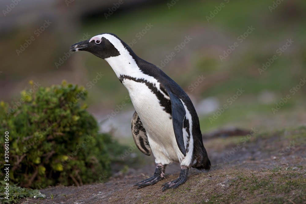 Jackass Penguin or African Penguin, spheniscus demersus, Adult, Betty's Bay in South Africa Jackass Penguin or African Penguin, spheniscus demersus, Adult, Betty's Bay in South Africa