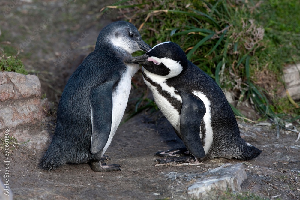 Naklejka premium Jackass Penguin or African Penguin, spheniscus demersus, Adult with Young Grooming, Betty's Bay in South Africa