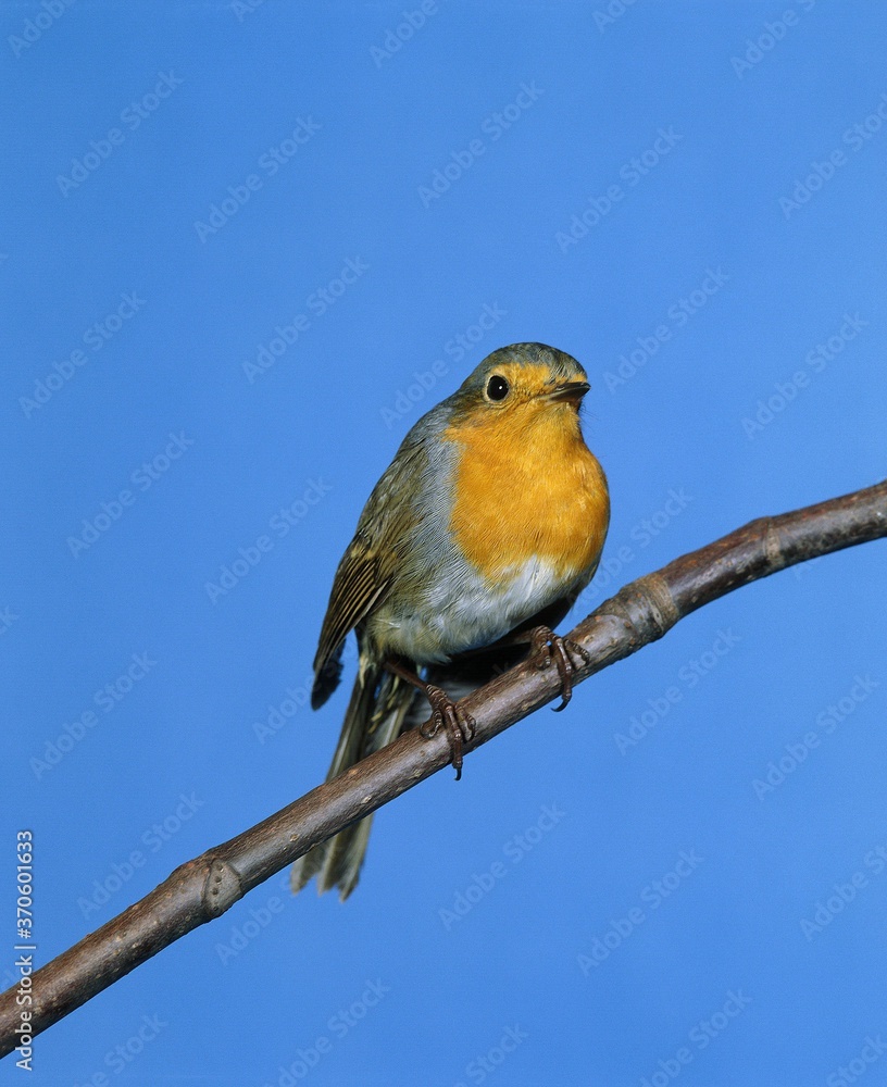 Obraz premium European Robin, erithacus rubecula, Adult standing on Branch