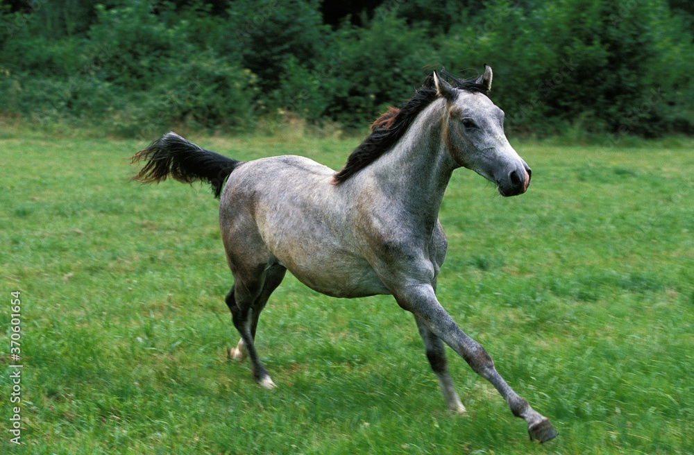 Shagya Horse, Adult Galloping through Meadow Shagya Horse, Adult Galloping through Meadow