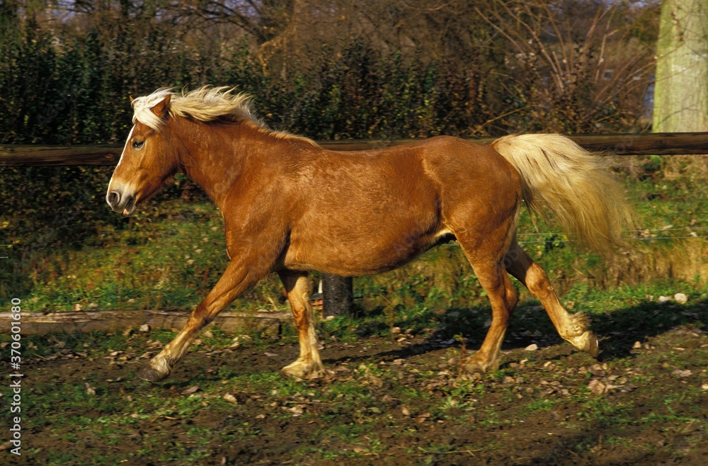 Haflinger Pony, Adult Galloping in Paddock Haflinger Pony, Adult Galloping in Paddock
