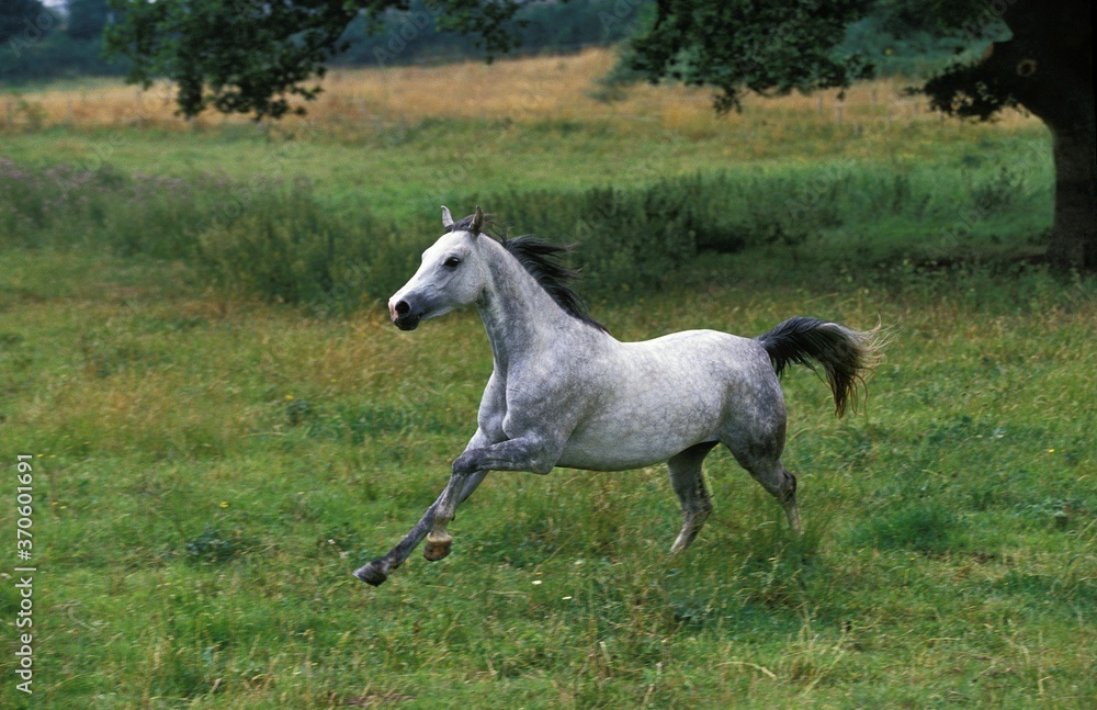 Shagya Horse, Adult Galloping through Meadow