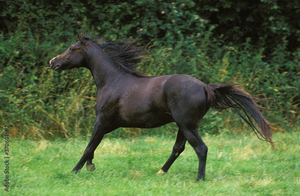 Shagya Horse, Adult Galloping through Meadow Shagya Horse, Adult Galloping through Meadow
