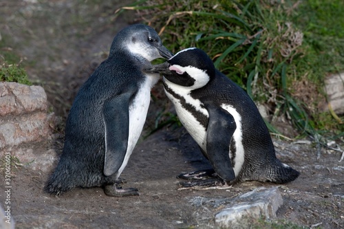 Fototapeta Naklejka Na Ścianę i Meble -  Jackass Penguin or African Penguin, spheniscus demersus, Adult with Young Grooming, Betty's Bay in South Africa