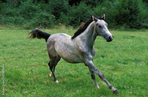 Shagya Horse  Adult Galloping through Meadow
