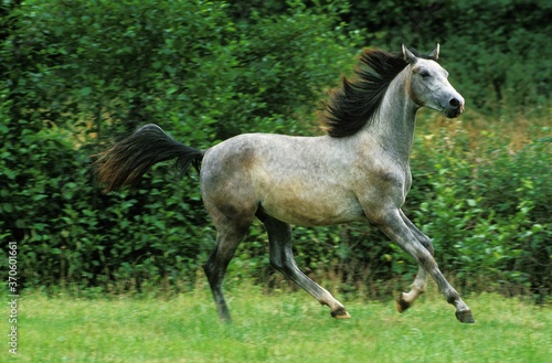 Shagya Horse, Adult Galloping through Meadow