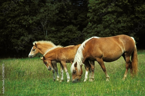 Haflinger Pony, Mare with Foals standing in Meadow © slowmotiongli