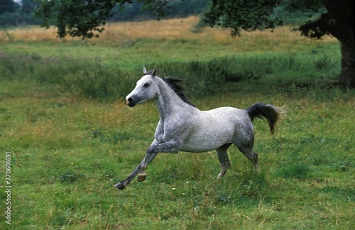 Shagya Horse, Adult Galloping through Meadow