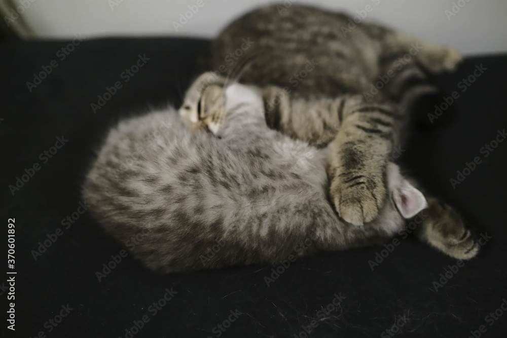 Playing and licking each other scottish fold and straight cats. Playing and licking each other scottish fold and straight cats.