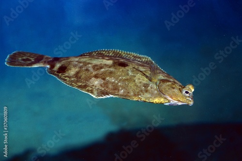 Turbot, scophthalmus maximus, Adult swimming