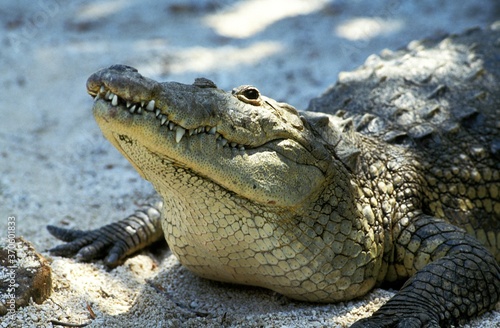 Morelet s Crocodile  crocodilus moreletii  Head of Adult  Honduras