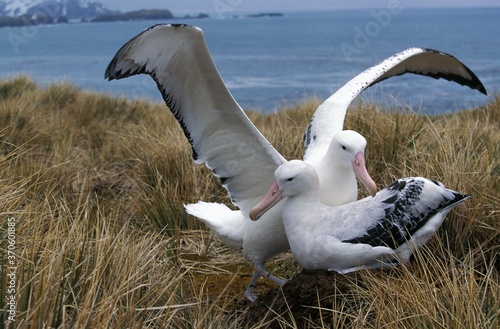 Foto Southern Royal Albatross, diomedea melanophris, Pair Courting, Antarctica
