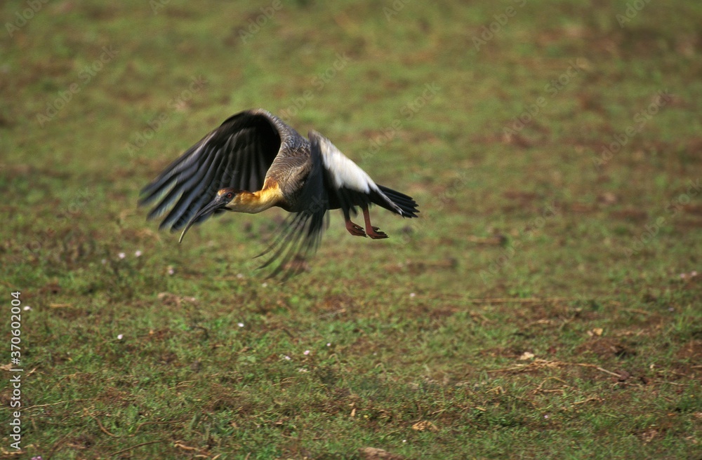 Buff Necked Ibis, theristicus caudatus, Adult in Flight, Pantanal in Brazil Buff Necked Ibis, theristicus caudatus, Adult in Flight, Pantanal in Brazil