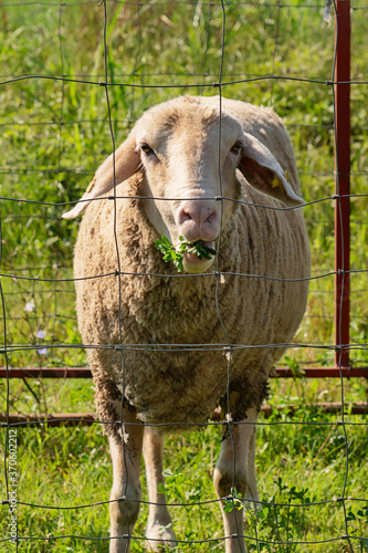 Fotografie Group of sheep with ear tags in sheepfold