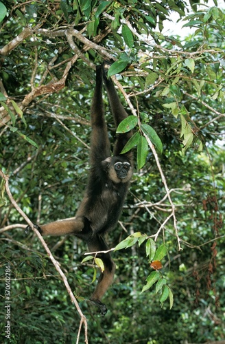Muller's Gibbon, hylobates muelleri, Adult hanging from Branch, Borneo © slowmotiongli