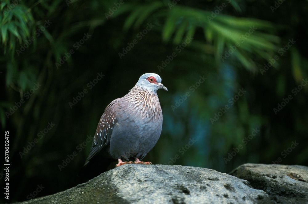 Obraz premium African Olive Pigeon, columba arquatrix, Adult standing on Rock, Kenya