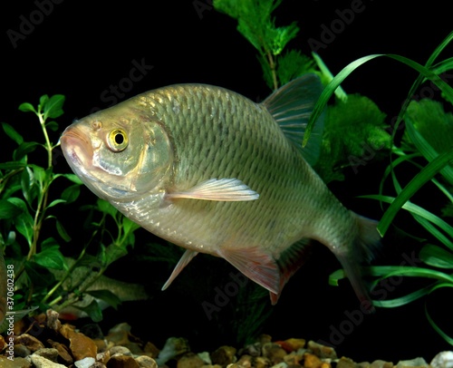 Rudd, scardinius erythrophthalmus, Adult