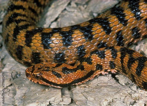 Asp Viper, vipera aspis, Venomous Snake in France