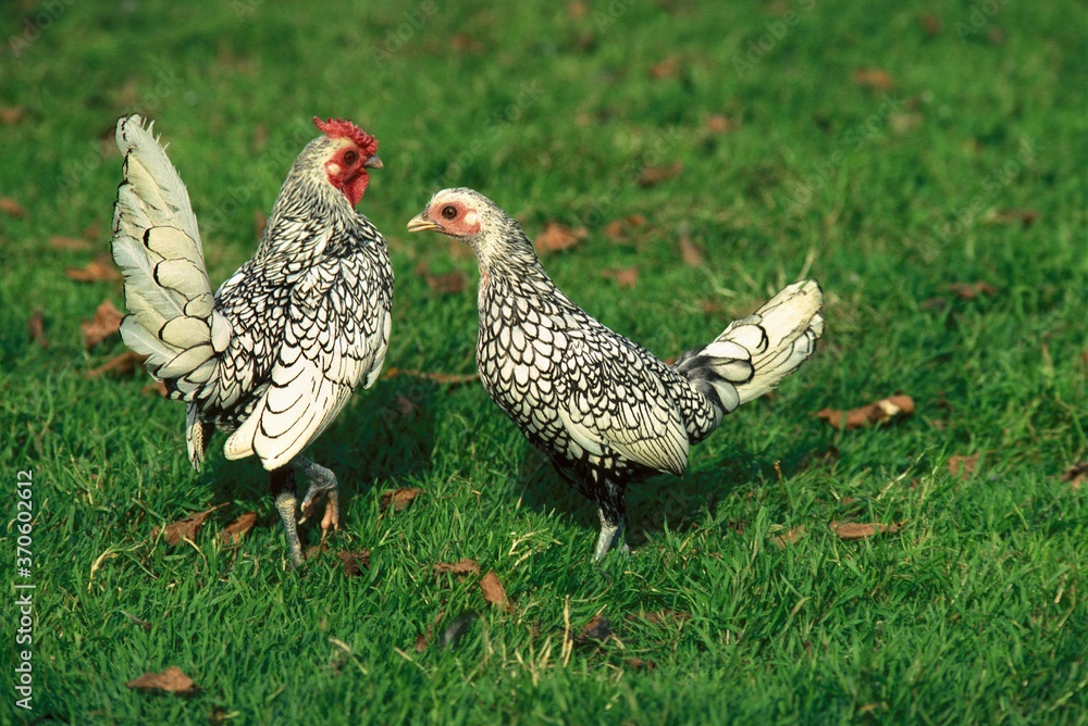 Silver Sebright, Domestic Chicken, Hen and Cockerel standing on Grass