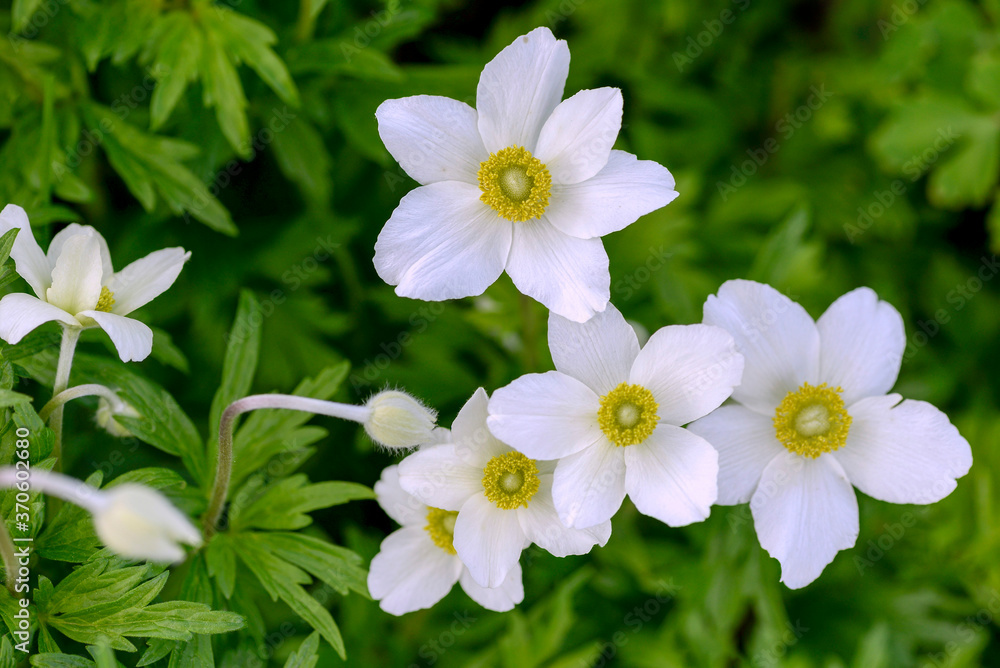 white anemone flowers in forest white anemone flowers in forest