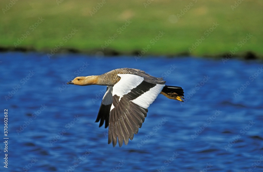 Obraz premium Kelp Goose, chloephaga hybrida, Female in Flight, South America