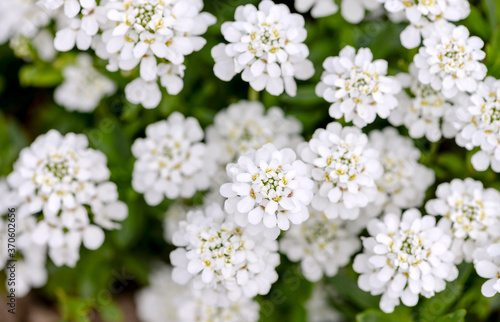 White wild flowers background