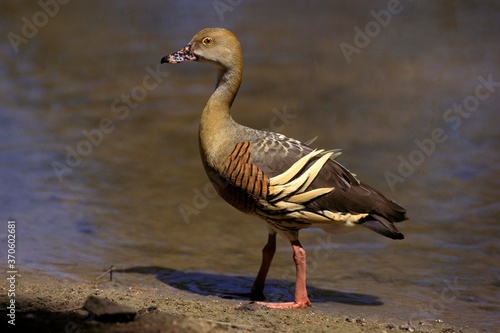 Canvas Print Plumed Whistling Duck, dendrocygna eytoni, Adult standing in Water, Australia