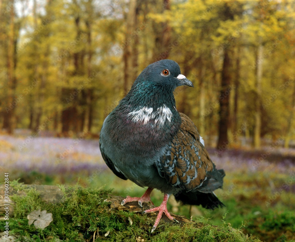 Obraz premium Cauchois Domestic Pigeon, Adult standing on Moss