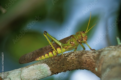 Grasshoper, Adult standing on Branch, Pantanal in Brazil